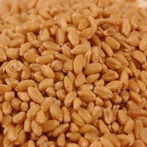 Sharbati Wheat Seed