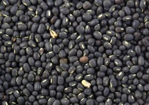 VBN-8 Urad Dal Seed