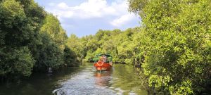 mangrove forest boating service