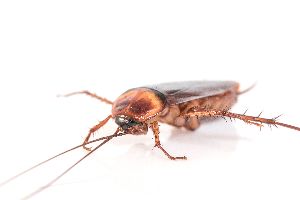 Cockroaches Pest Control Services