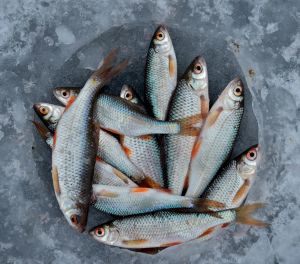 Frozen Fishes