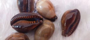 Onyx Sea Shell