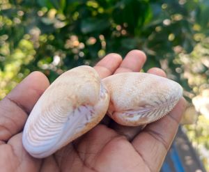 Protapes Ziczac Seashell