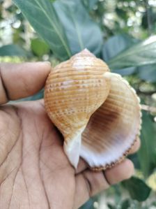 Tonna Canaliculata