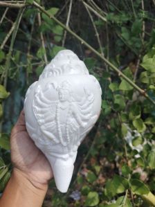 Turbinella Pyrum Lord Kali Carving Shankh