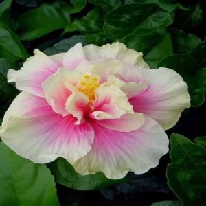 american hibiscus plants