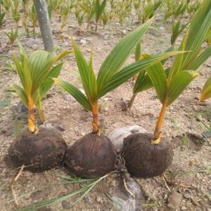 Dwarf Coconut Plants