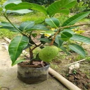 Miyazaki mango plants