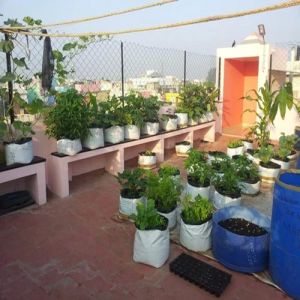 Rooftop Garden Landscaping Services