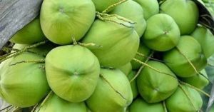 Green Tender Coconut