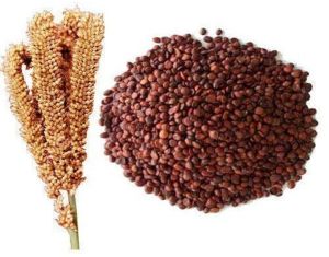 ragi millet