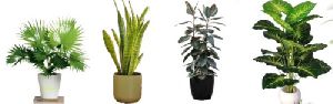 Palm Plants
