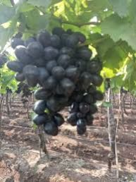 Anushka Organic Black Grapes