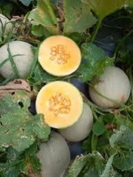 B Grade Kundan Muskmelon