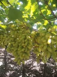 B Grade Ssn Green Grapes