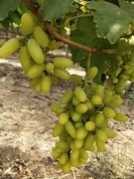 C Grade Ssn Green Grapes