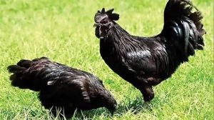 kadaknath Live Chicken