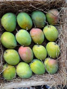 Alphonso Mango