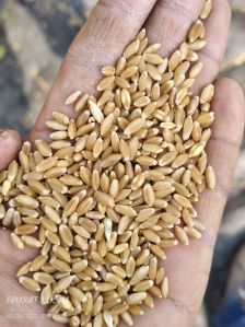 Organic Wheat