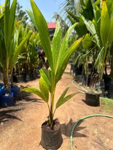 Coconut Plants