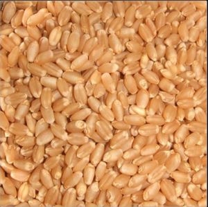 Hard Red Spring Wheat