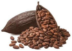 a Grade Cocoa Beans