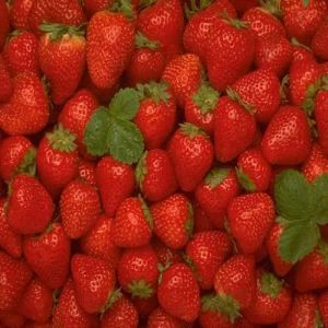 a Grade Fresh Strawberry