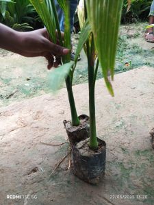 Banana Plants