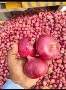 Red Onion