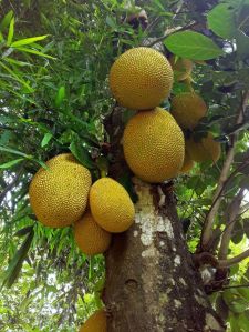 Jackfruit
