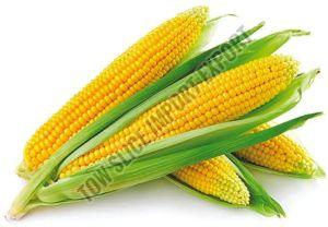Yellow Maize Cob