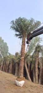 Palm Trees