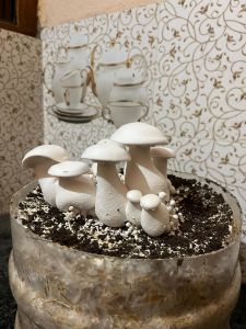 Organic Milky Mushrooms (Calocybe Indica)