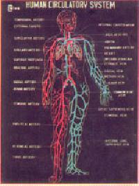 fiber glass Circulatory System model