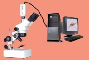 Zoom Stereo Microscope