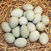 Duck Eggs