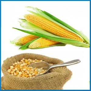 Maize/corn