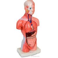 Human Anatomy Models