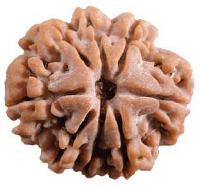 8 Mukhi Rudraksha