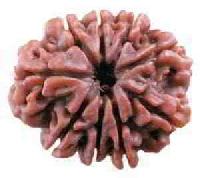 9 Mukhi Rudraksha