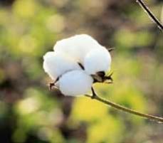 Raw Cotton-02