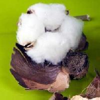 Raw Cotton