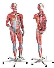 Human Anatomical Models