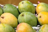 Kesar Mangoes