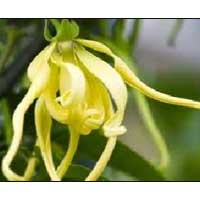 Ylang Ylang Oil