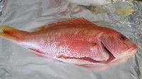 Red Snapper