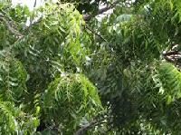 Neem Plant