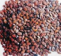 subabul seeds