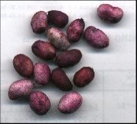 Jamun Seeds