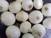 Fresh White Onion